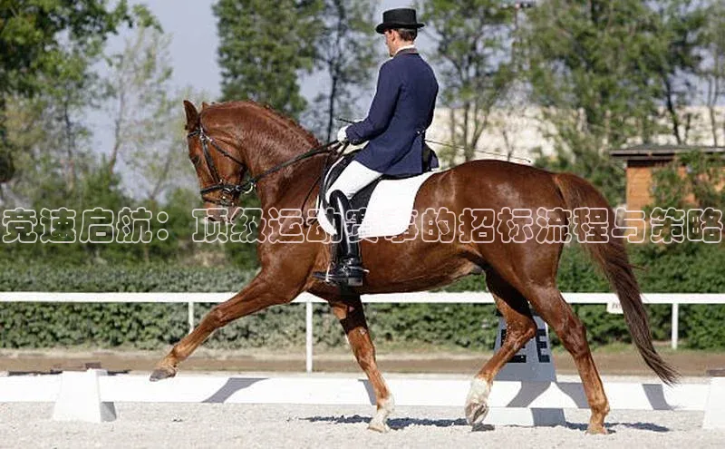 竞速启航：顶级运动赛事的招标流程与策略